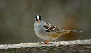 macro shot photography of gray and brown short beak bird, white-crowned sparrow