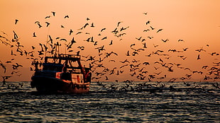 flock of birds near boat sailing