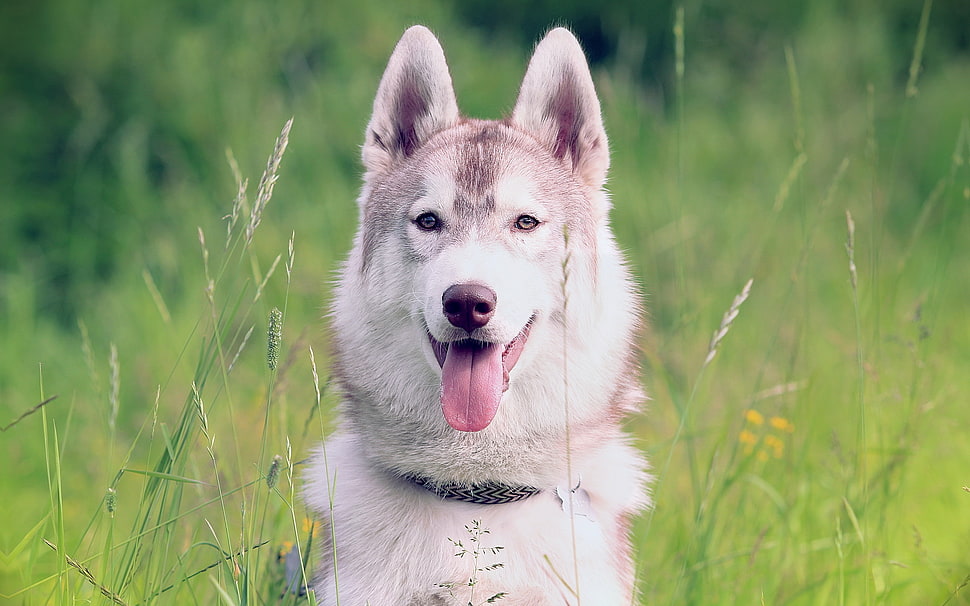 animal photography of adult Siberian Husky HD wallpaper