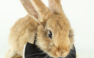 photograph of brown rabbit with black bowtie