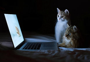 grey laptop, cat, laptop HD wallpaper
