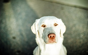 closeup photography of light Labrador retriever