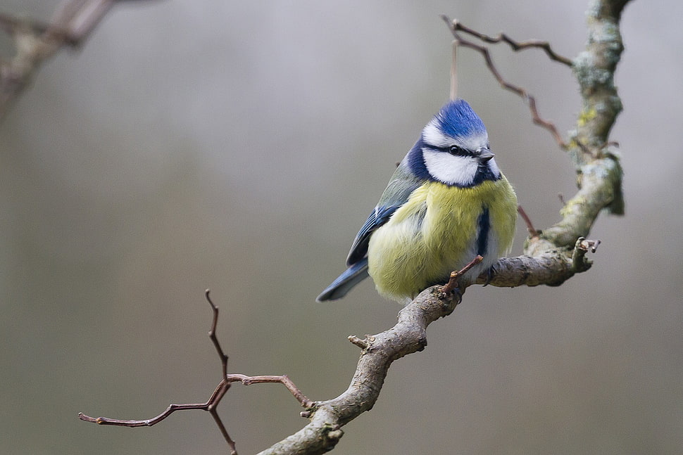 blue and green feathered bird in brown tree branch during daytime HD wallpaper