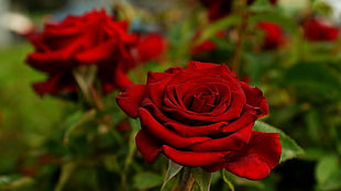 red rose flowers, nature, flowers, rose HD wallpaper