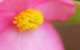 scenery of yellow and pink flower HD wallpaper