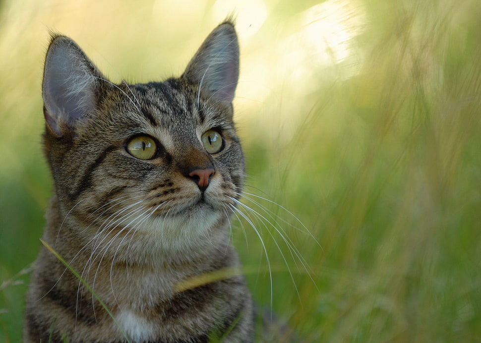 silver tabby cat HD wallpaper