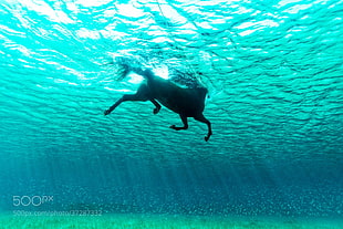 black horse, water, underwater, nature, animals