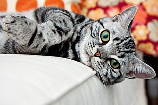 gray tabby cat lying on red mattress