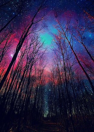 forest under blue-and-purple starry sky during nightt ime