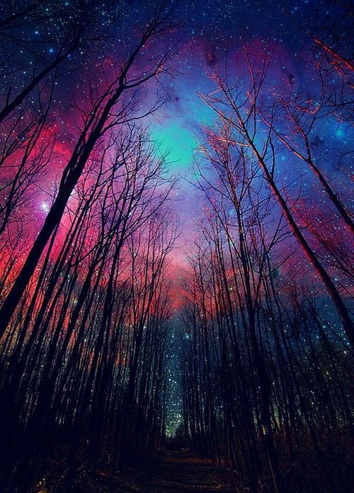 forest under blue-and-purple starry sky during nightt ime