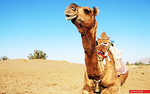 brown camel, camels, animals, sand