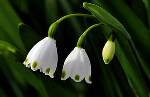 white and green Snowdrop flower during daytime HD wallpaper