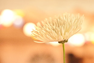 selective photo of white Daisy flower HD wallpaper