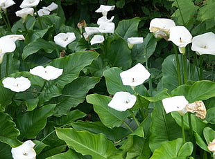 white Lily flowers HD wallpaper