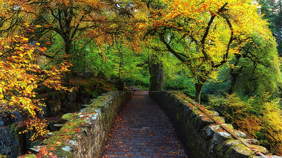 gray concrete pathway surrounded of trees during daytime HD wallpaper
