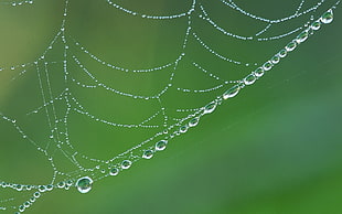 selective focus of dew drops on spider web