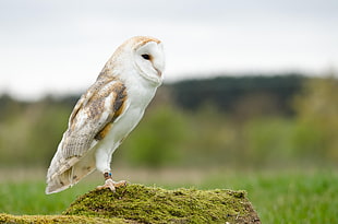 white and brown owl