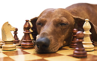 closeup photo of smooth Dachshund on brown and beige chessboard with chess pieces