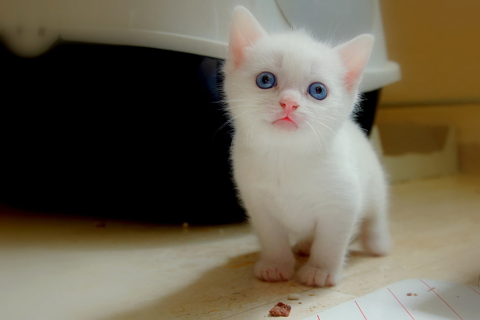 white tabby kitten beside pet porter HD wallpaper
