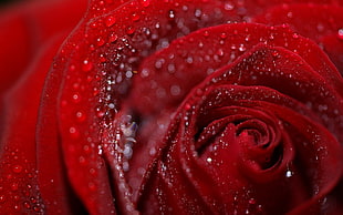 close-up photography of red Rose flower with dewdrops