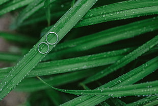 two silver-colored rings, Grass, Drops, Rings