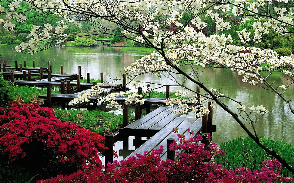 red and white flowers, river, bridge HD wallpaper