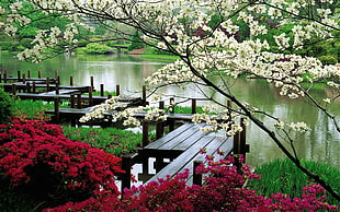 red and white flowers, river, bridge HD wallpaper