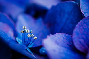 purple Hydrangea flowers