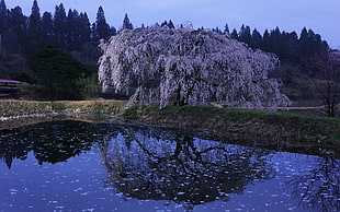 white leaf tree near body of water
