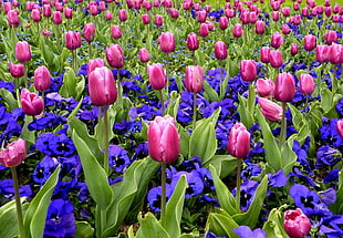 pink Tulips and purple Pansies field at daytime HD wallpaper