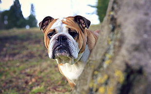 Bulldog in close up photography