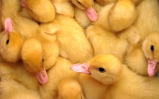 macro shot of yellow ducklings