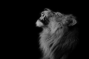 lion, photography, lion, animals HD wallpaper