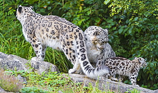 three leopard in the stone during daytime