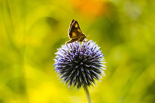 shallow focus photography of black and yellow butterfly on purple flower, globe thistle HD wallpaper