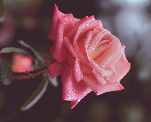 macro shot of pink rose