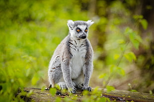 selective photo of gray lemur, ring-tailed lemur