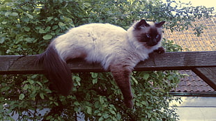 Siamese cat, cat, animals, Neva Masquarade, Siberian Cat