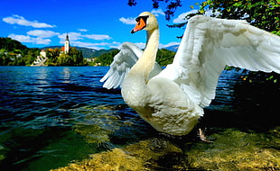 Mute swan spread its wings