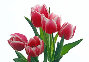 pink-and-white flower plant, tulips