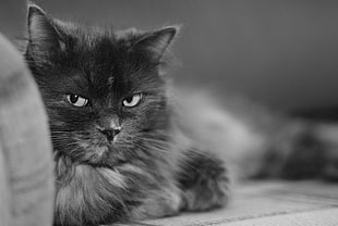 greyscale photo of long-fur cat