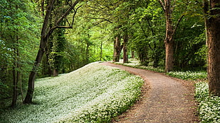 green leaf forest surrounding roadway during daytime HD wallpaper