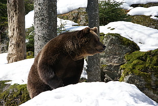 wildlife photography of a brown bear standing in white snow