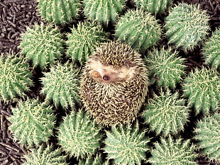 porcupine on green cacti