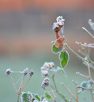 tilt shift lens of brown leaf HD wallpaper