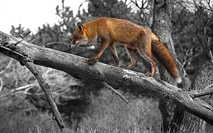 Brown fox climbing a tree