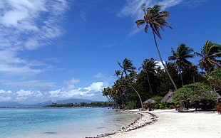 green coconut trees, beach, sand, tropical, sea