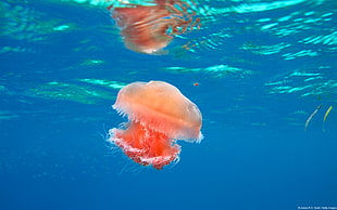 orange and white fish painting, nature, animals, jellyfish, underwater