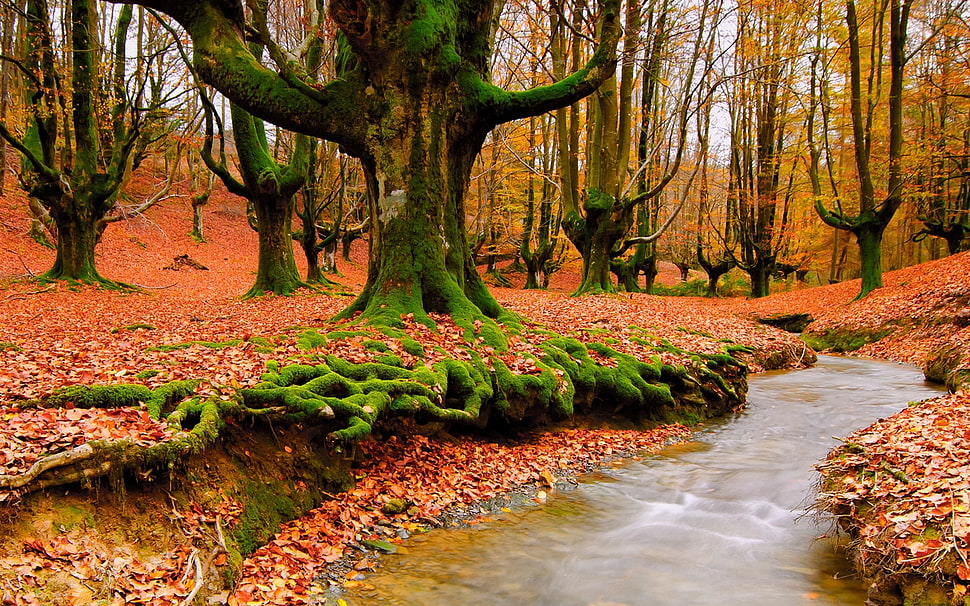 river surrounded by green leaf trees and red leafs HD wallpaper