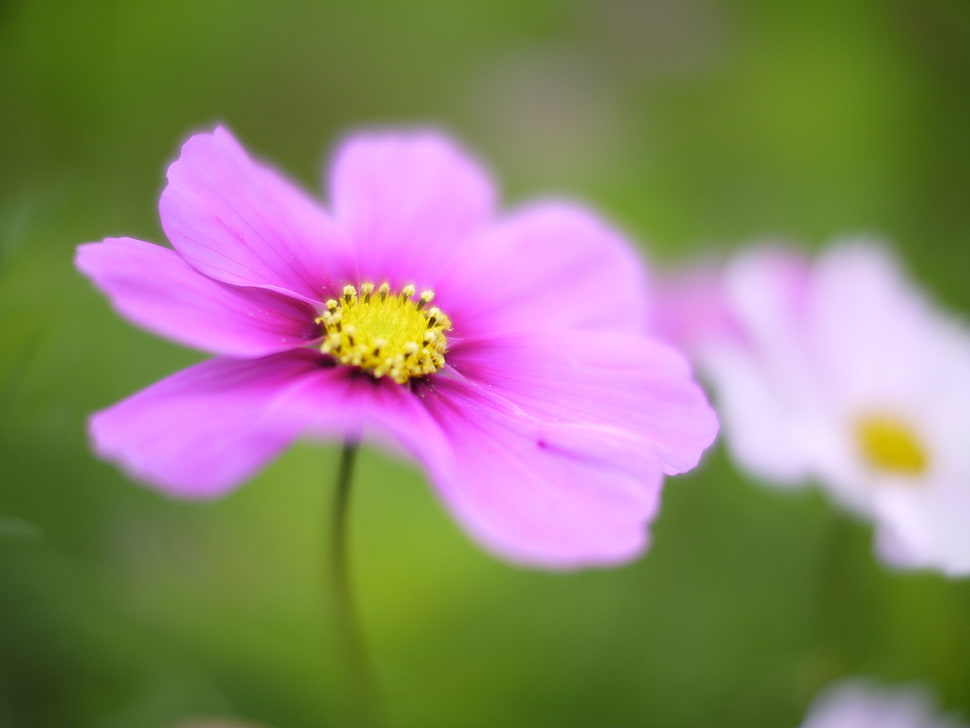 selective focus photography of pink Cosmos flowers HD wallpaper